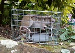 A Fenn Cage is a secure location for a Fenn Mk 4 Rat Trap.