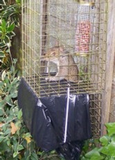 Elgeeco squirrel trap with a refuge cage attached