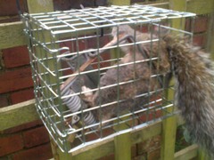 Grey squirrel in Fenn Cage